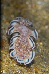 Nudi.Nikon D80,105mmVR,ISO100,FIT+5diopter,f16,1/250,
YS... by Allen Lee 